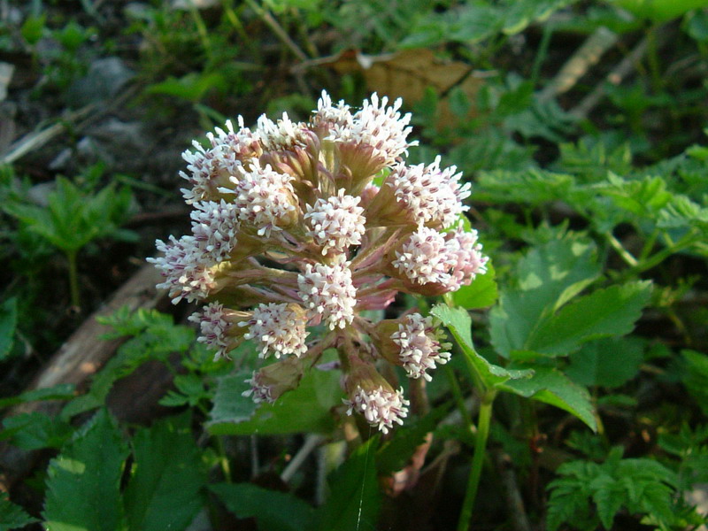 Petasites hybridus